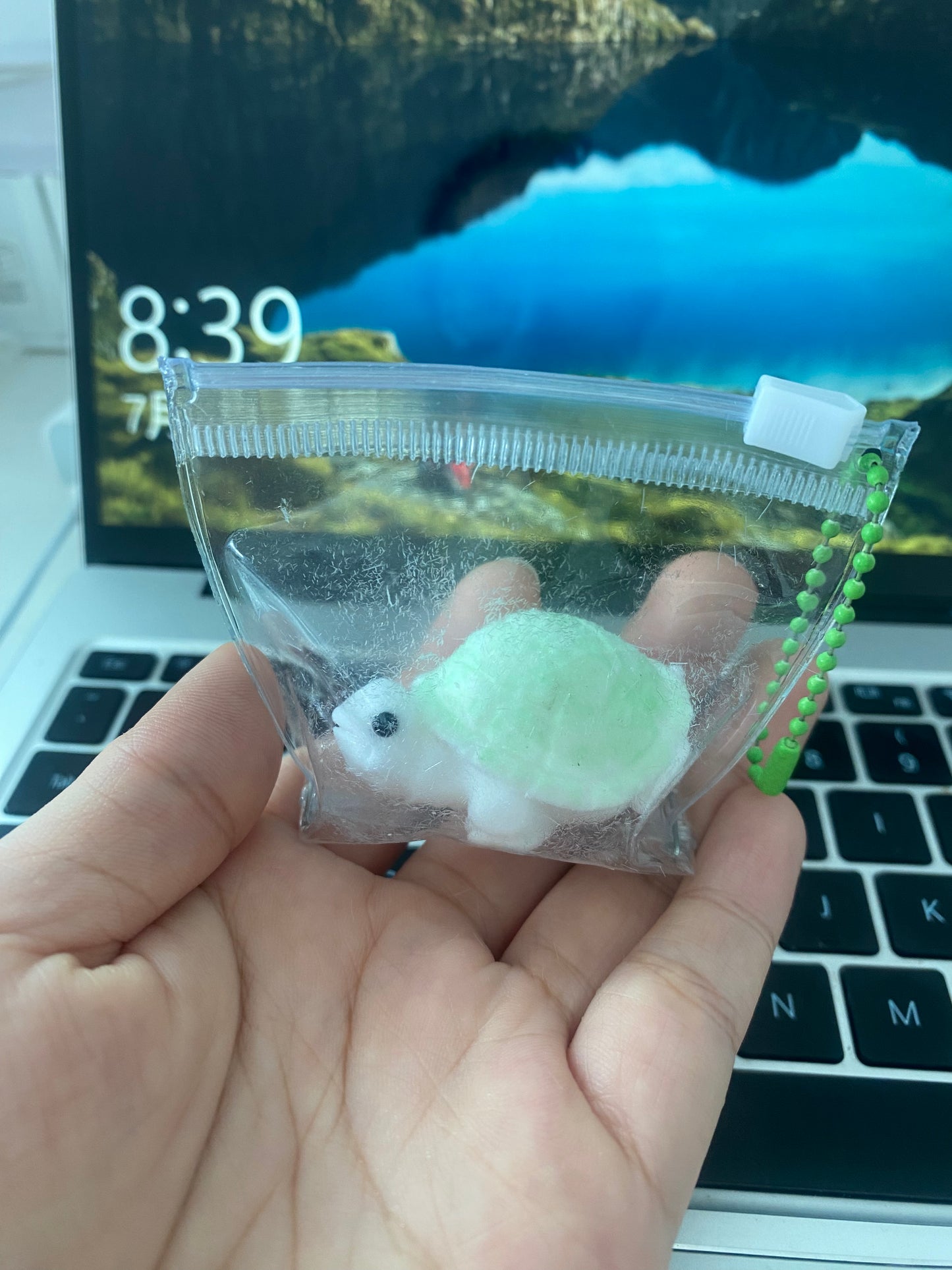 mini turtle